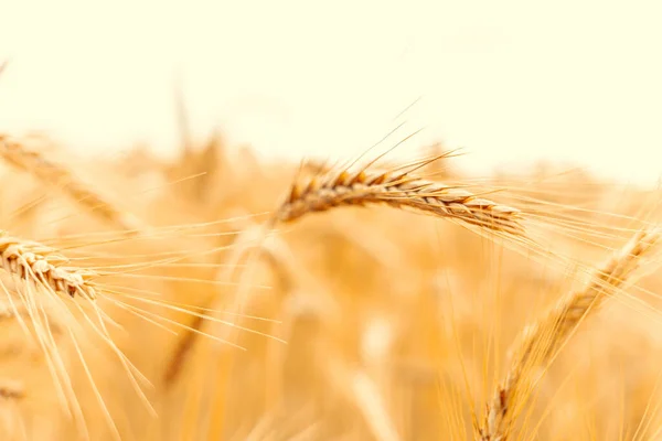 阳光普照的金色麦田 金色收获背景 日落时分的面包种植农业谷物作物 — 图库照片