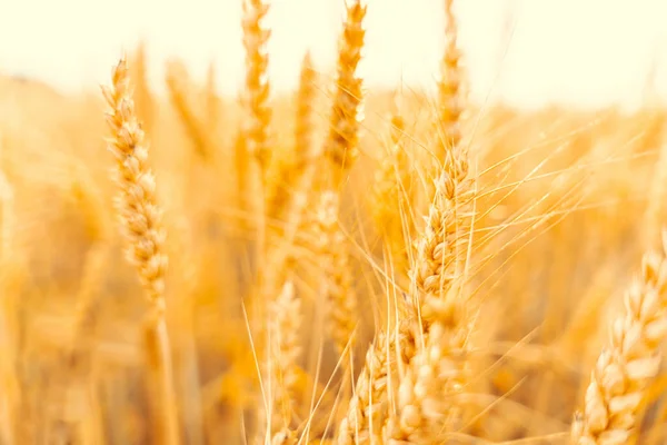 Пшениця Сонячне Небо Пейзаж Літній Урожай Сільського Господарства Зерно Хліба — стокове фото