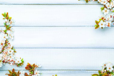 Sakura çiçekleri ve belki de tahta arka planda çiçek açar. Arka planda çiçek açan kiraz dalları. Boşluğu kopyala