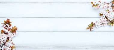 Sakura çiçekleri ve belki de tahta arka planda çiçek açar. Arka planda çiçek açan kiraz dalları. Boşluğu kopyala