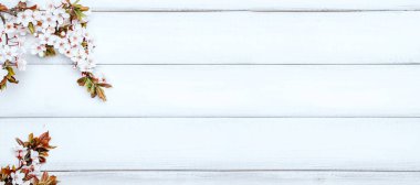 Cherry tree blossom banner. April floral nature and spring sakura blossom on wooden background. Banner for 8 march, Happy Easter with place for text. Springtime concept. Top view. Flat lay