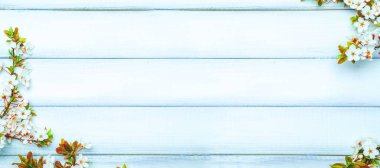 Sakura background flower blossom and April floral nature on wooden. Blooming tree. Easter Sunny day banner. Orchard abstract springtime background