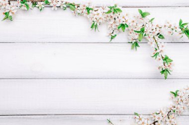 Kiraz ağacı çiçeği. Nisan çiçekleri ve bahar çiçekleri ahşap arka planda çiçek açar. 8 Mart bayrağı, mesaj için yeri olan mutlu Paskalyalar. İlkbahar konsepti. Üst Manzara. Düz yatıyordu