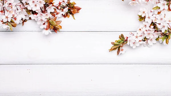 Весняна Межа Квітневий Квітковий Весняний Розквіт Природи Дерев Яному Тлі — стокове фото