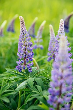 Çiçek açan mor, yazın tarlada mor lupin çiçekleri.