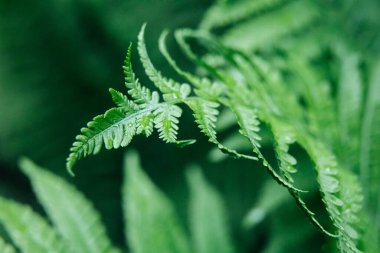 Green young fern leaves, macro, selective focus. Natural background