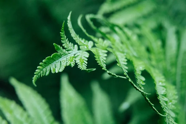 Green Young Fern Leaves Macro Selective Focus Natural Background — 图库照片