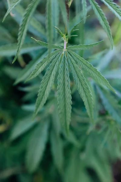 Folhas Cânhamo Cultivar Cannabis Maconha Folhas Ervas Verdes — Fotografia de Stock