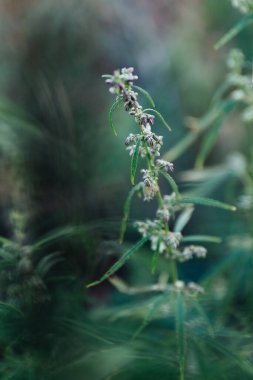 Growing cannabis. Marijuana green herb leaves and flowers
