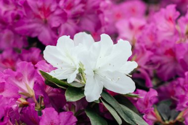 Çiçek açan pembe açelya çiçekleri, botanik bahçesindeki rhododendron..