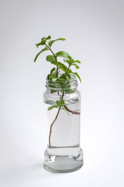 Mint leaf in water container. Propagation process. On white background.