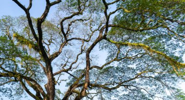 Tree with branches and leaves. Against blue sky background.