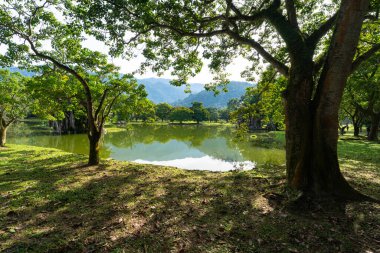 Beautiful landscape with lake and trees. Taiping Lake Gardens, Malaysia.