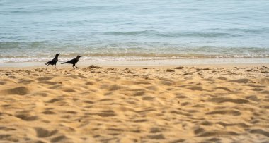 Two birds on sandy beach, minimalist, copy space. Nature background concept.