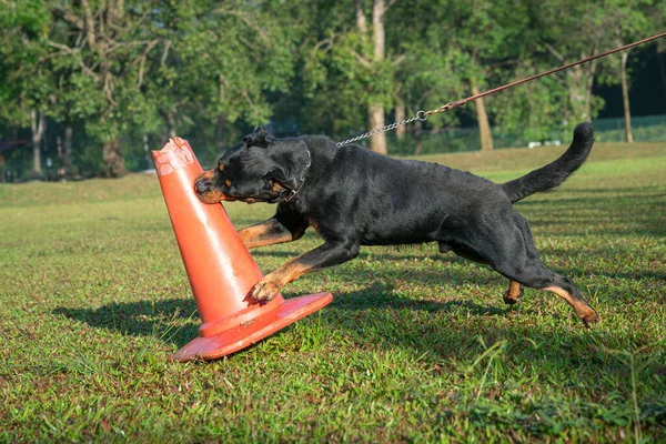 Rottweiler dog attack a red cone by biting it. Dog training concept.