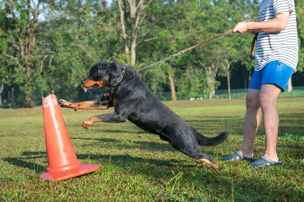 Dog Rottweiler Mutatja Izgalom Agresszív Viselkedés Amikor Megtámadja Piros Kúp Stock Kép