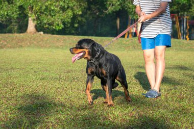 Tarlada Rottweiler köpeği olan bir adam. Köpek eğitimi ya da yaz konsepti.