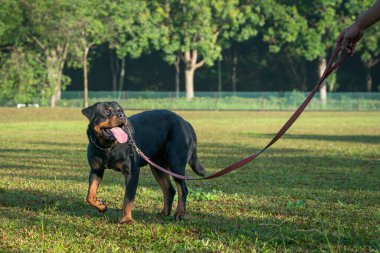 Sahada duran yakışıklı Rottweiler köpeğinin portresi..