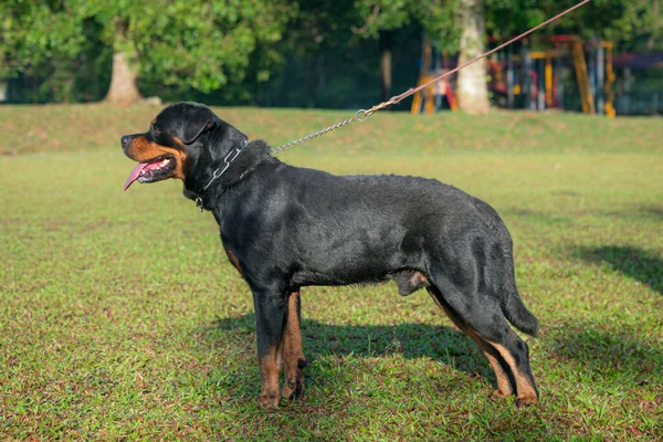 Retrato Cão Rottweiler Vista Lateral — Fotografia de Stock
