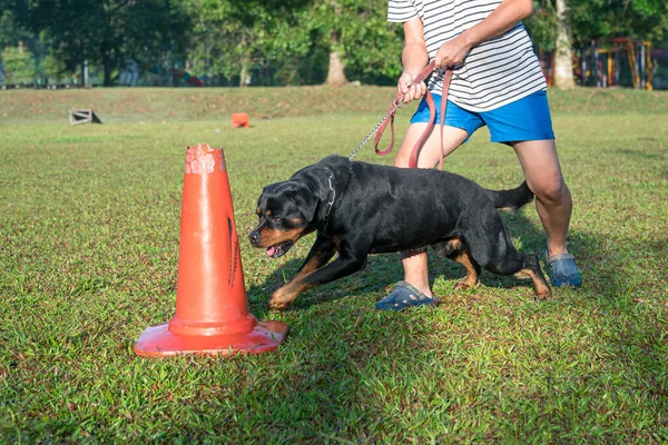 Dog Rottweiler showing excitement and aggressive behaviour when it attack a red cone.