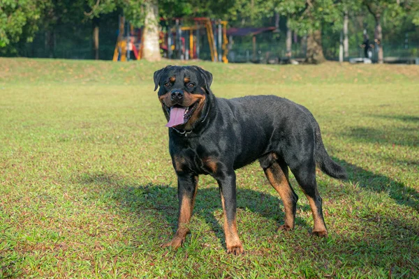 Portrait Handsome Rottweiler Dog Standing Field — Stock Photo, Image