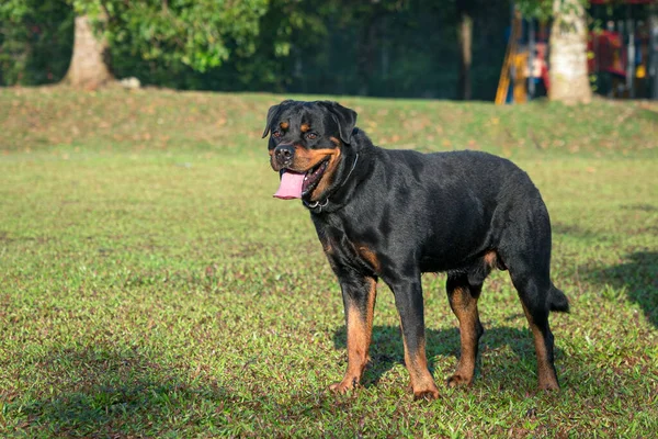 Portrait Rottweiler Dog Standing Field Copy Space — Stock Photo, Image
