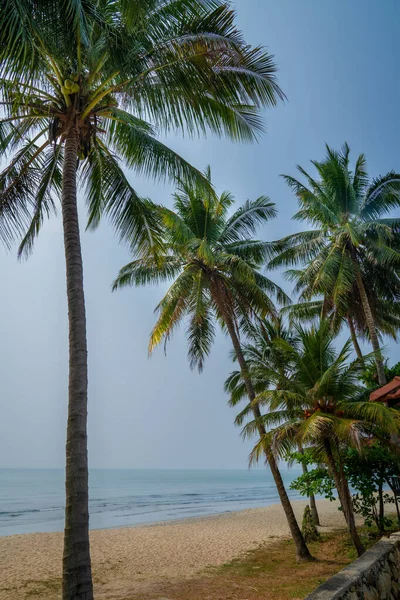 Hindistan Cevizi Ağaçlarıyla Güzel Sahil Deniz Manzarası — Stok fotoğraf