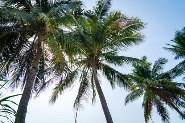 Mavi Gökyüzüne Karşı Hindistan Cevizi Palmiyeleri Tropik Tatil Yaz Tatili — Stok fotoğraf