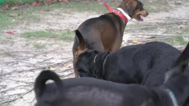 Bir grup köpek birbirlerini koklayarak ve koklayarak tanırlar. Köpek sosyalleşme kavramı.