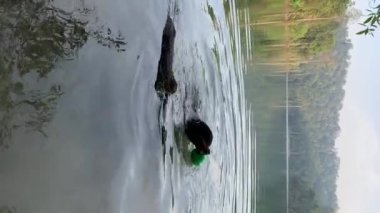 Mutlu köpek Rottweiler gölde yüzerken topla oynuyor. Köpek egzersizi ya da yaz konsepti. Dikey video.