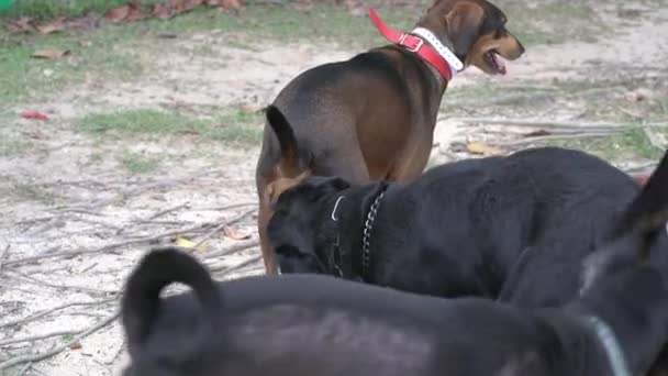 Група Собак Знайомляться Один Одним Через Нюхання Нюх Один Одного — стокове відео