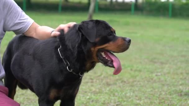 Άνθρωπος Χαϊδεύει Σκύλο Του Βλέπει Από Κοντά Εξωτερική — Αρχείο Βίντεο