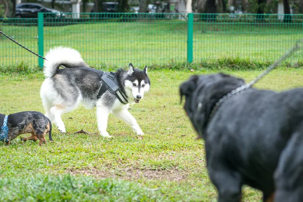 Köpekler Sahada Oynuyor Sibirya Husky Rottweiler Merakla Bakıyor Köpek Sosyal — Stok fotoğraf