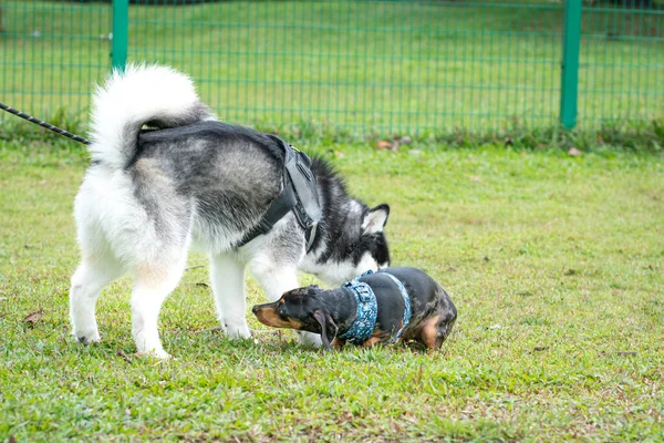 Köpek Sibirya Husky Dachshund Sahada Oynuyorlar Köpek Sosyalleştirme Kavramı — Stok fotoğraf