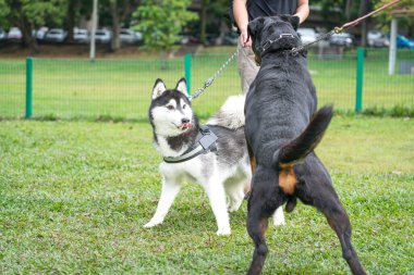 İki büyük cins köpek, Sibirya Husky 'si ve parkta oynayan heyecanlı Rottweiler. Köpek sosyalleştirme kavramı.