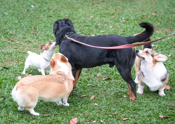 Group of dogs of different breed playing and sniffing each other in the field. Dog social concept.