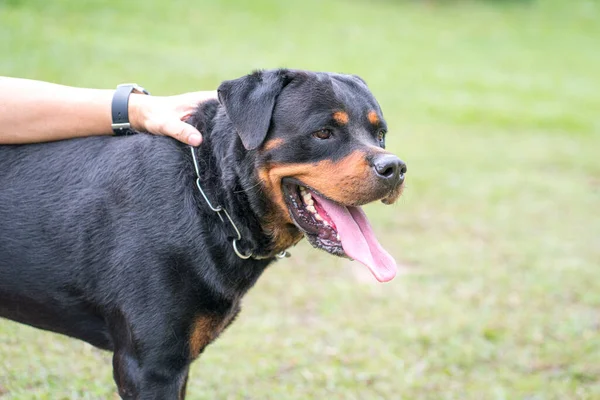 Mão Tocando Cão Rottweiler Vista Perto Espaço Cópia — Fotografia de Stock
