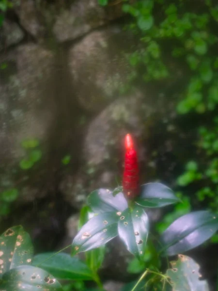 Red Button Ginger plant against rock wall, soft focus. Copy space.