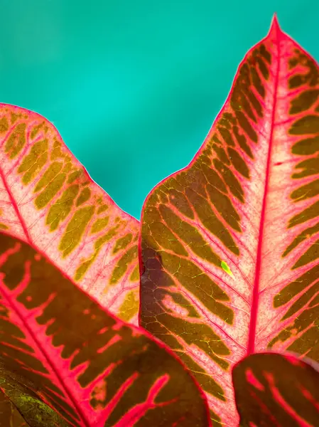 Red color leaf against green color background. Close up view of texture and patterns of leaf.