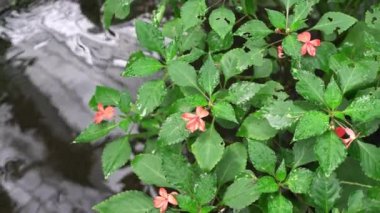 Su birikintisinin yanında çiçekler olan güzel ve gür yapraklar. Güzel kaya bahçesi. Döndürme çekimi.
