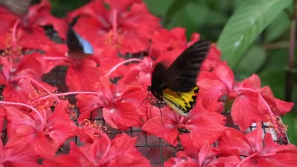 バタフライは庭の赤いハイビスカスの花に吸います スローモーション — ストック動画