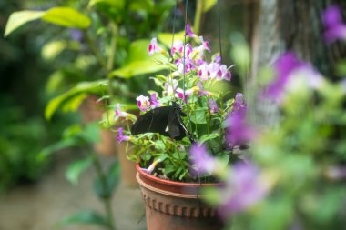 Kelebekli, Torenia çiçekli ve yeşillikli güzel bir bahçe. Doğa konsepti.