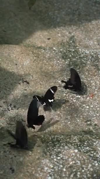 庭で地面を飛んでいる蝶のグループ バーティカルビデオ スローモーション — ストック動画