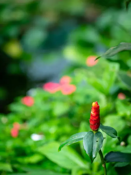 Red Button Ginger plant in a garden. Copy space.