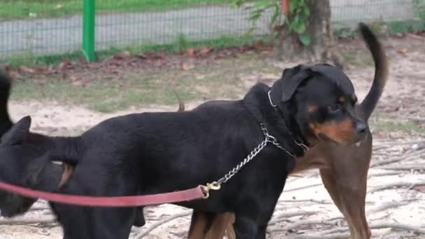 Gruppo Cani Che Giocano Che Riuniscono Parco Concetto Socializzazione Dei — Video Stock