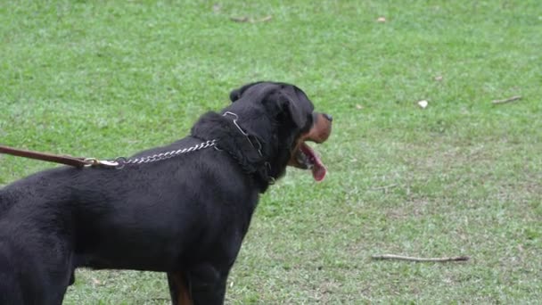 Közelkép Portré Egy Jóképű Rottweiler Kutya Lihegő Játék Után — Stock videók