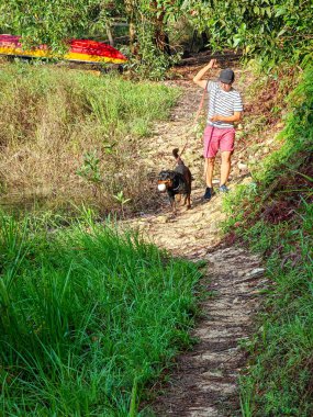 Ormanda köpeğini gezdiren bir adam. Yaz zamanı ya da sağlıklı yaşam tarzı konsepti.