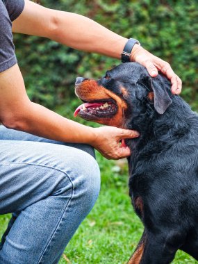 Adam köpeğin boynunu ve başını nazikçe okşuyor. Yan görünüm.