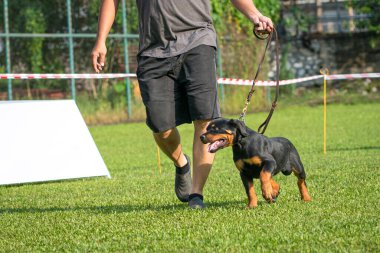 Man Handler bir köpek yarışmasında köpek yavrusu köpeğiyle sahada koşuyor..