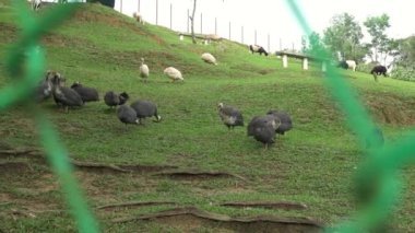 Bir tarladaki farklı çiftlik hayvanlarının çiftliği. Kuşlar, ördekler, koyunlar ve otlayan otlar. Tarım, çiftlik hayvanları ve çiftlik hayatı kavramı.